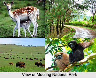 Mouling_National_Park__Arunachal_Pradesh_2.jpg