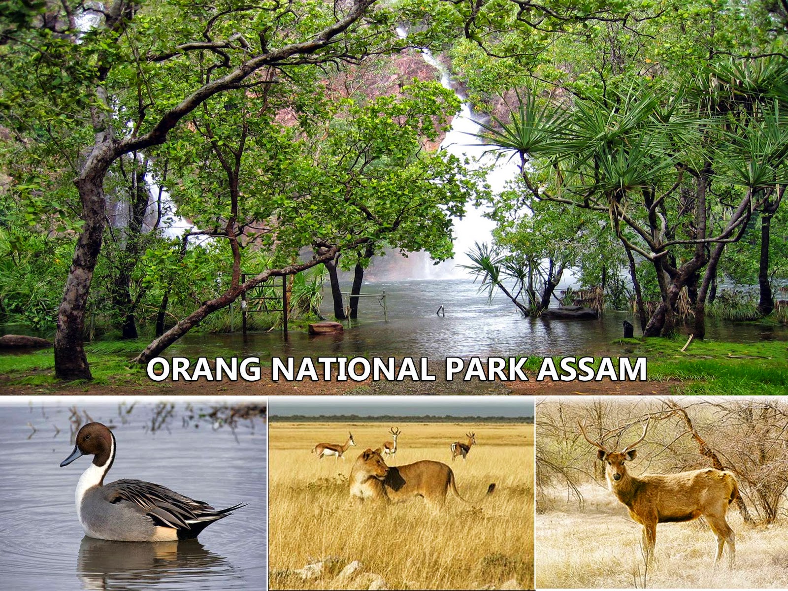 Orang national park Assam.jpg